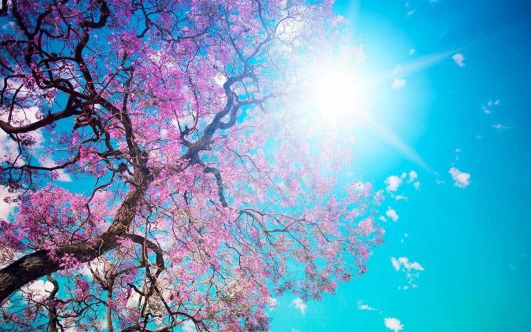 Mucho más que Mozart: Primavera