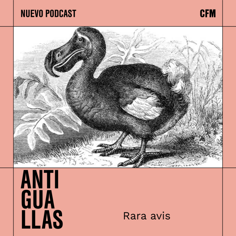 Antiguallas | Rara Avis